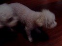 My dog likes to dance.
