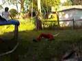 a-trampoline-flip-go
