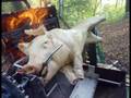 Spanferkel (Kaspar) vs Hektor 2000 /roast pork