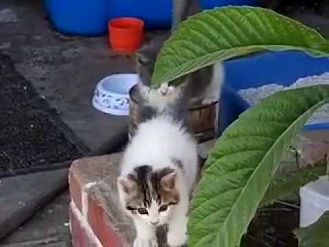 Imagem de Amostra do You Tube