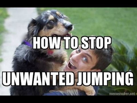 dog training - http://www.facebook.com/TheZakGeorge How to teach Sit and more: http://www.youtube.com/watch?v=8DHyOAvGwGw How to teach Stay: http://www.youtube.com/watch?v=...