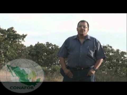 Ver Video