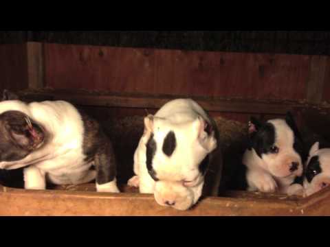 Pitbull, Baby Pitbulls, American Bully for sale...PUPPIES!!!! Pitbull, Baby Pitbulls, American Bully for sale...PUPPIES!!!!