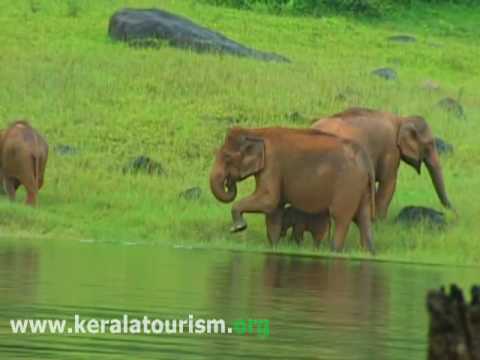 Thekkady video