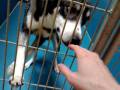 videos de Husky - Alaska at Mansfield shelter