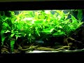 Cichlids from Guinea / Westafrika @ a Fishkeeping fair / Messe Duisburg [1/1]