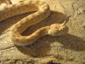 Expozitia de reptile Oradea - Vipera cu Coarne
