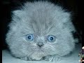 Herb Zerden Catt Video #8