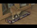 Kittens Kittens
