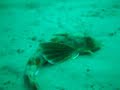 Red Gurnard