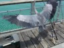 Brave bird, scared boy