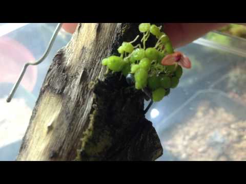 how to fertilize mounted orchids