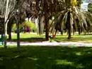 Piquiniqui