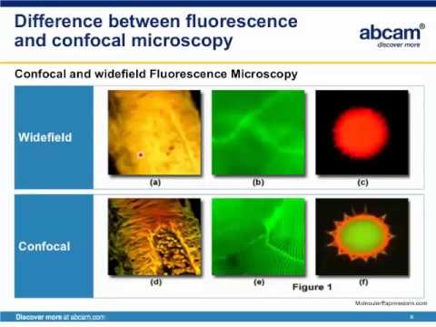 Principles and practice of confocal microscopy in life sciences