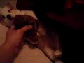 Baby Bear Welsh Corgi Sleeping Cutie