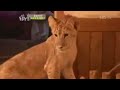 bear cub vs lion cub