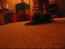 Cutest Kittens Ever!