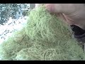 Herbal Tincture Making: Usnea, Oregon Grape Part 1 Herbal Tincture Making: Usnea, Oregon Grape Part 1