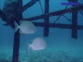 Kapalai/Sipadan SCUBA Diving-1?(0803)