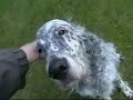 A Setter Afternoon