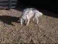 A Setter Afternoon