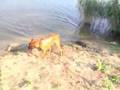 rhodesian ridgeback