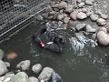 Aussie Fowl