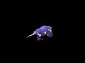 Hot Skitty on Wailord action - Spore Creature Creator Hot Skitty on Wailord action - Spore Creature Creator