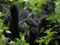 Intro to Dian Fossey Project