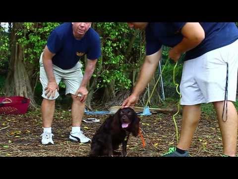 how to control aggressive dogs