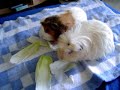Ad Hominem Guinea Pig Party