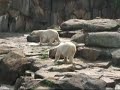 au zoo de berlin git un ours qui danse la koukaratcha