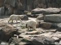 au zoo de berlin git un ours qui danse la koukaratcha