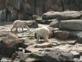 au zoo de berlin git un ours qui danse la koukaratcha