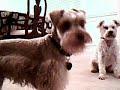 Pet Review : Scruffy & Rex