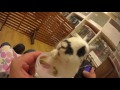 秋葉原うさぎカフェもふれる潜入動画02/BunnyCafeMofureruAkihabaraJapan/4KWearable うさぎカフェ
