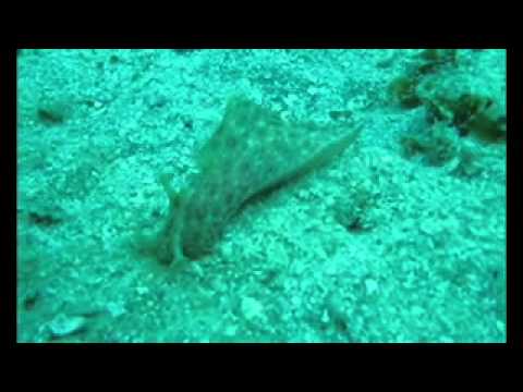 See video