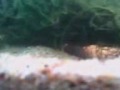 Meu primero aquario com 80L Fauna: 1 Acará Ouro, 1 Acará preto Véu, 1 Acará preto, 1 Frenatus Albino, 12 Neon, 6 Tetra Tanictis, 5 mato grosso, 3 rodostosmos, 1 Curbicula. 