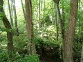 sound of birds