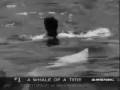 videos de Orcas - Love Bug