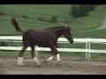 Heratio H \"Jelly Bean\" By Hennessey - For Sale