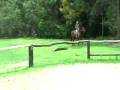 videos de savanna.wmv