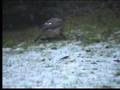 Bussard 1.1
