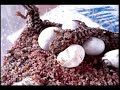 Pogona Henrylawsoni - Birth of the Beardies Pogona Henrylawsoni - Birth of the Beardies