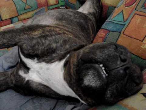 staffie