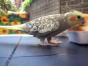 rico