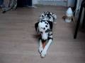 dalmatian eating carrots