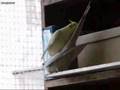 cockatiels mating