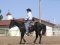 3 Year Old Quarter Horse 3 Year Old Quarter Horse