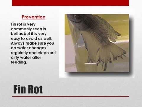 how to cure sbd in bettas